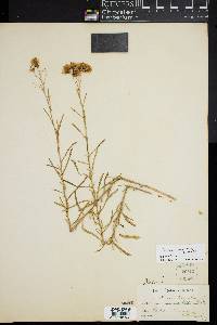 Brickellia eupatorioides image