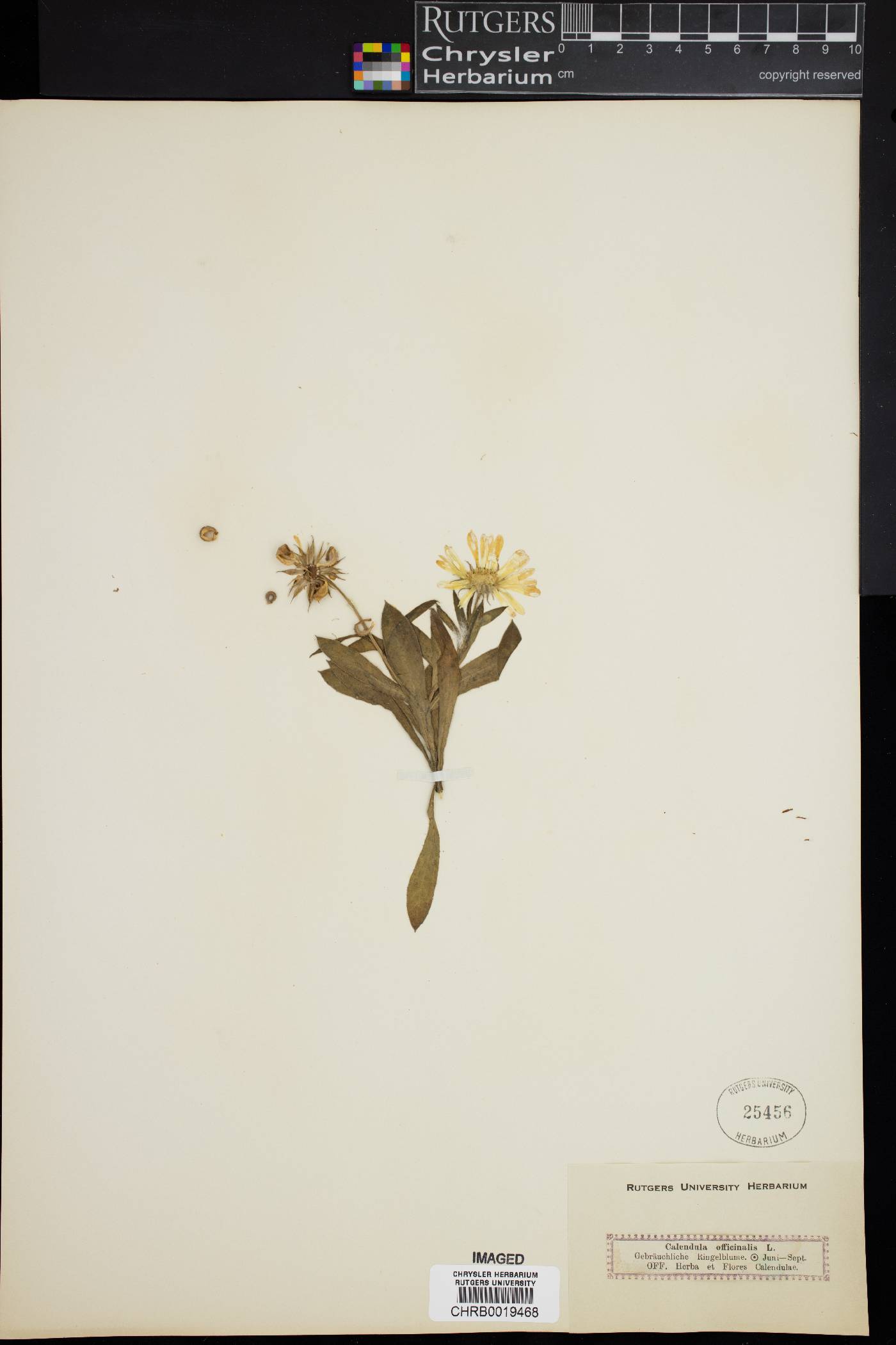 Calendula officinalis image