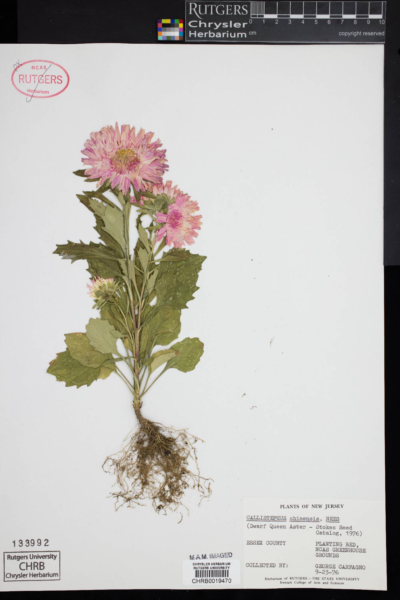 Callistephus chinensis image