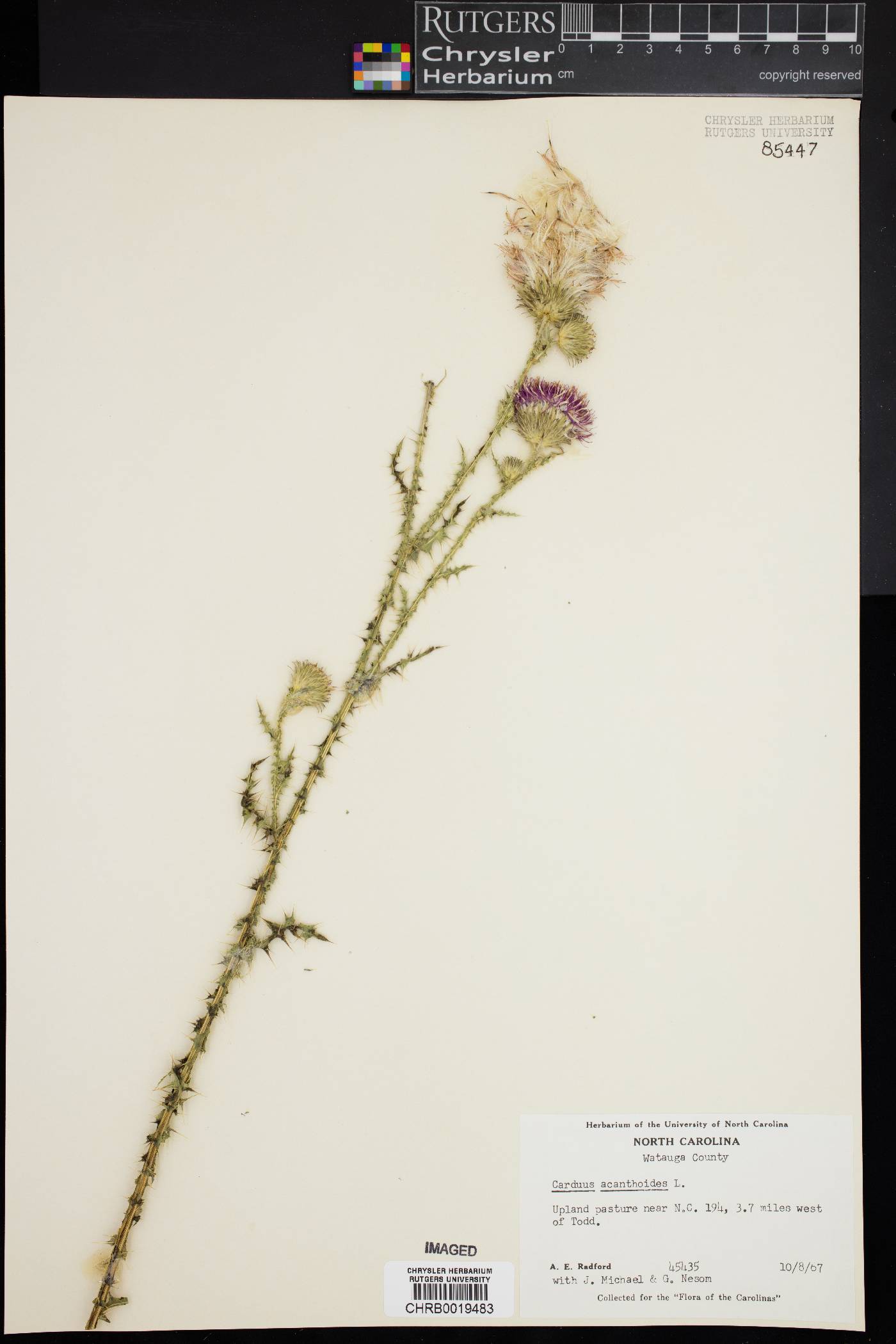 Carduus acanthoides image