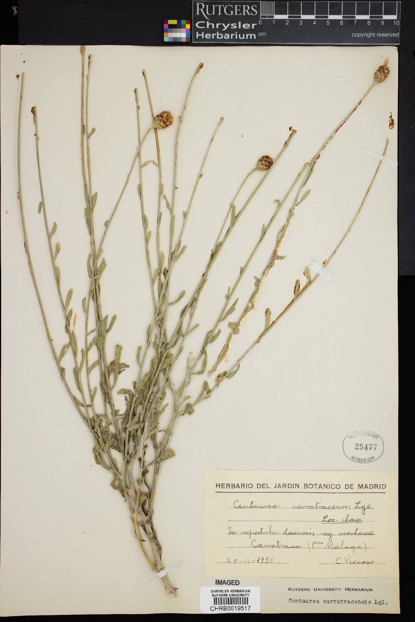 Centaurea carratracensis image