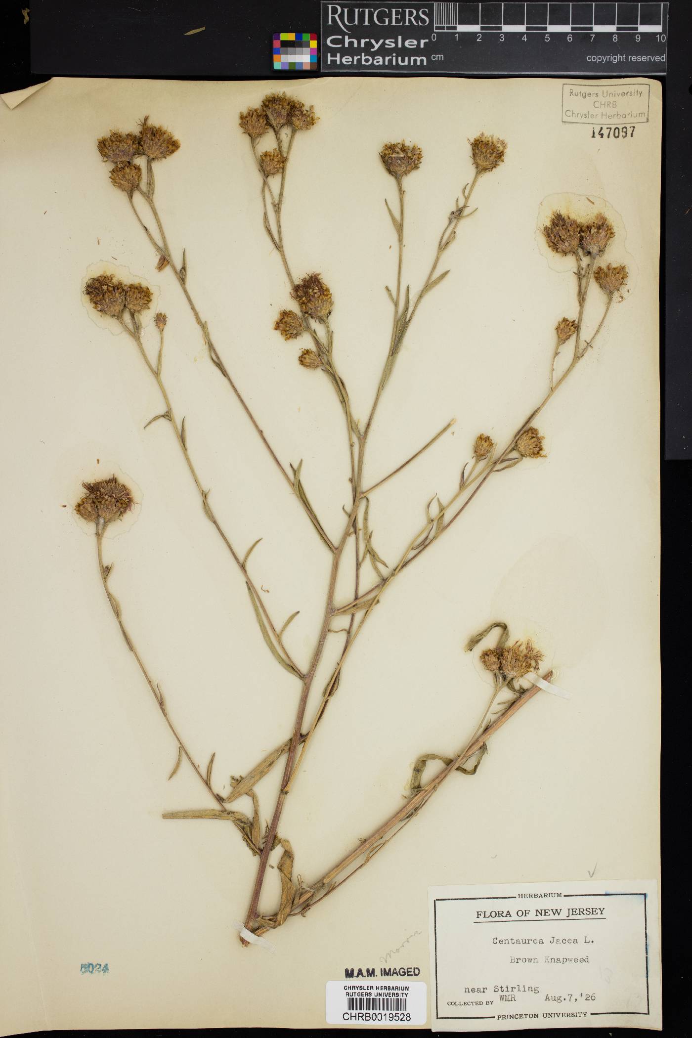 Centaurea jacea image