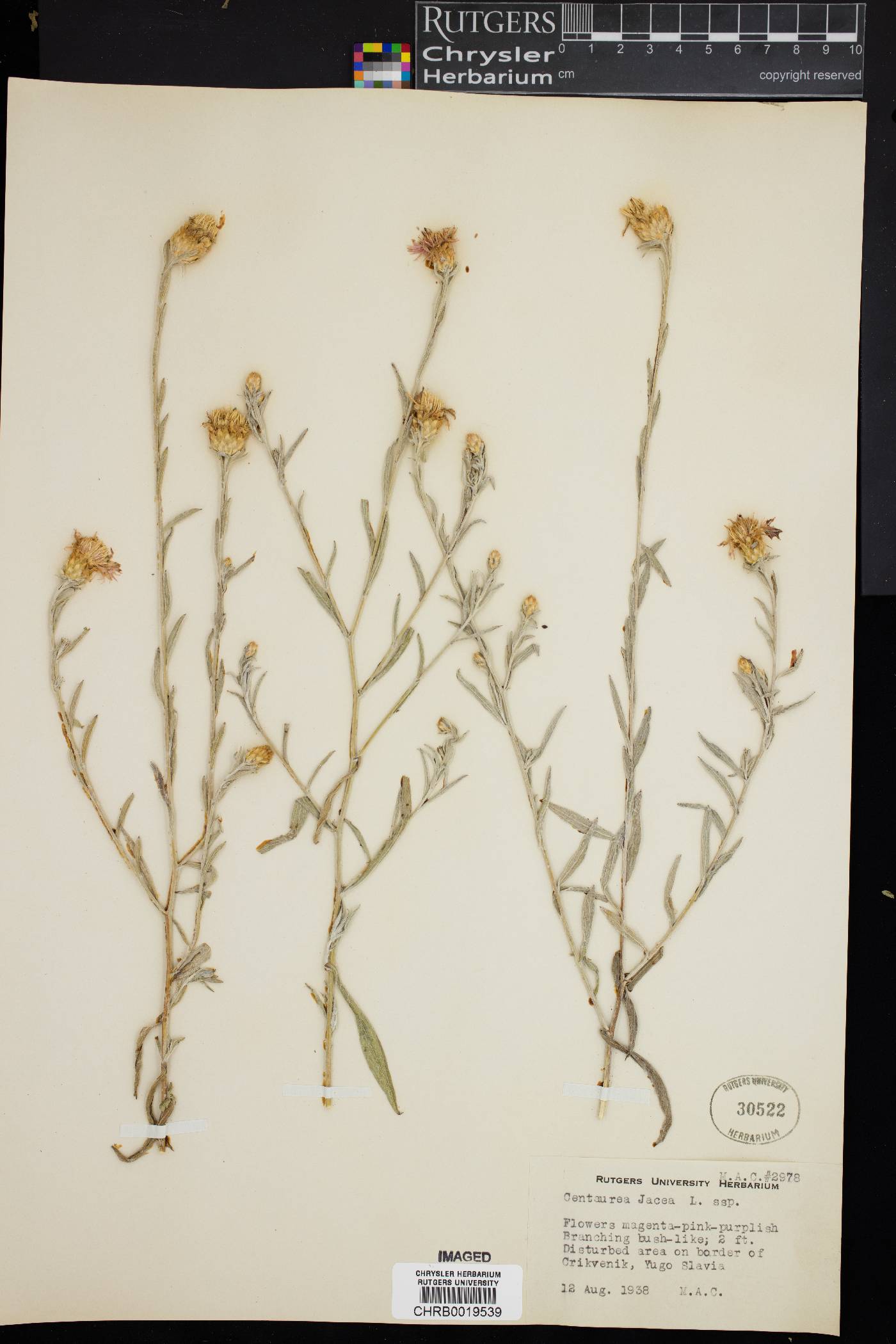 Centaurea jacea image