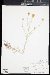 Centaurea stoebe subsp. micranthos image