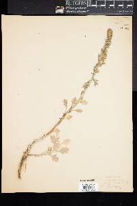 Artemisia stelleriana image