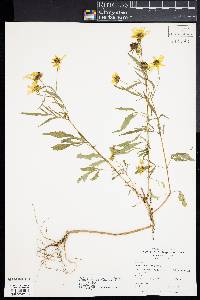 Bidens trichosperma image