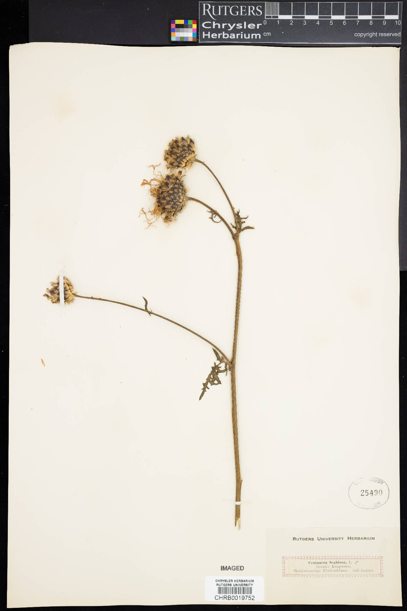 Centaurea scabiosa image