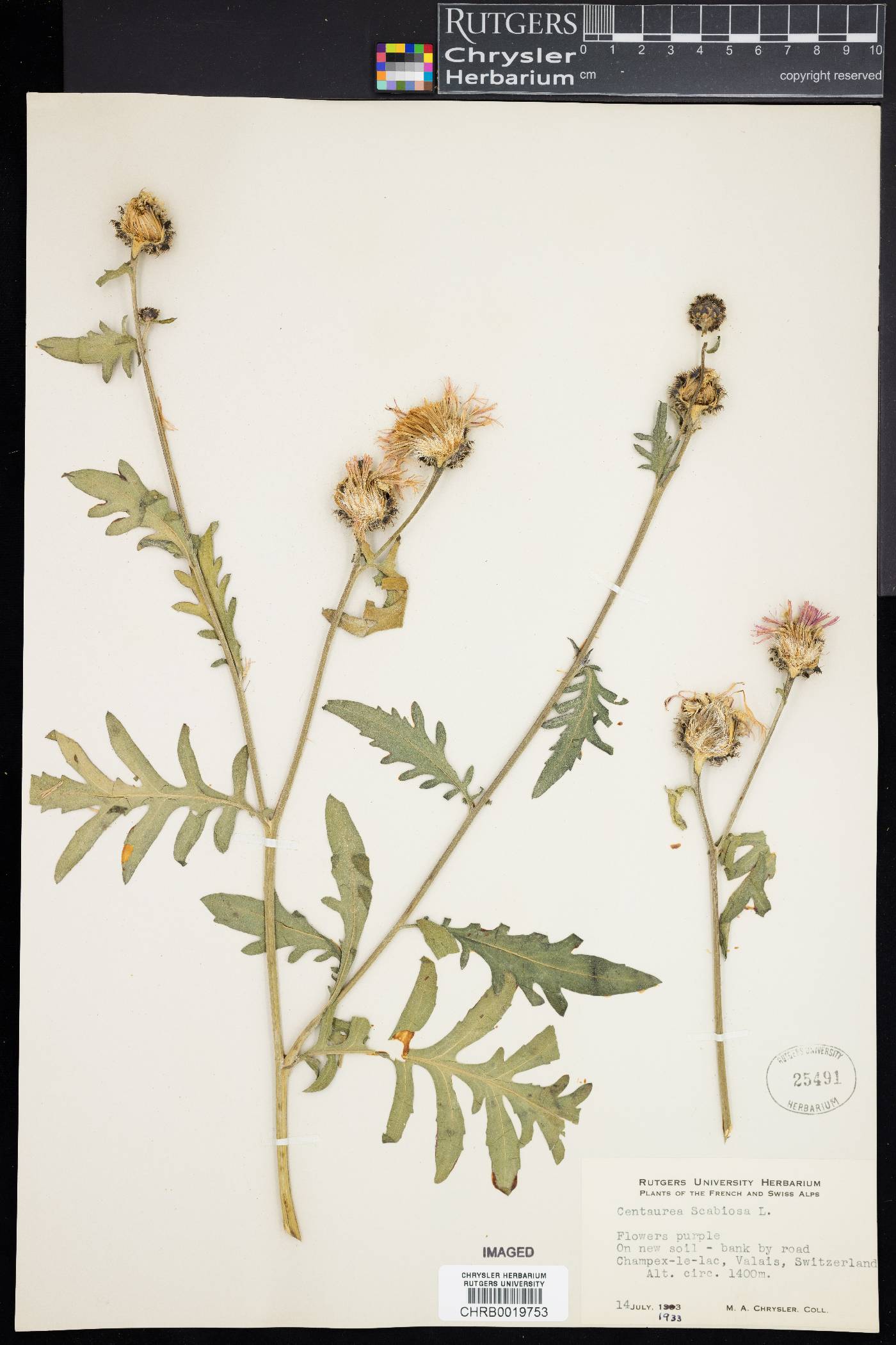 Centaurea scabiosa image