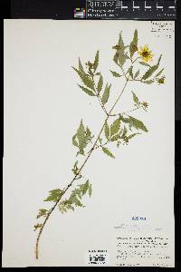 Bidens polylepis image