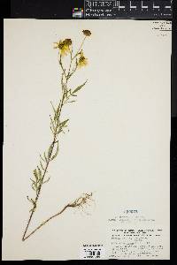 Bidens polylepis image