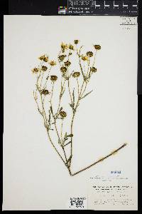 Bidens polylepis image