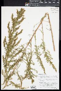 Artemisia dracunculus image