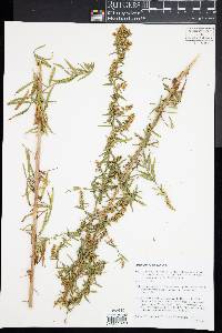 Artemisia dracunculus image