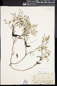 Bidens sandvicensis image