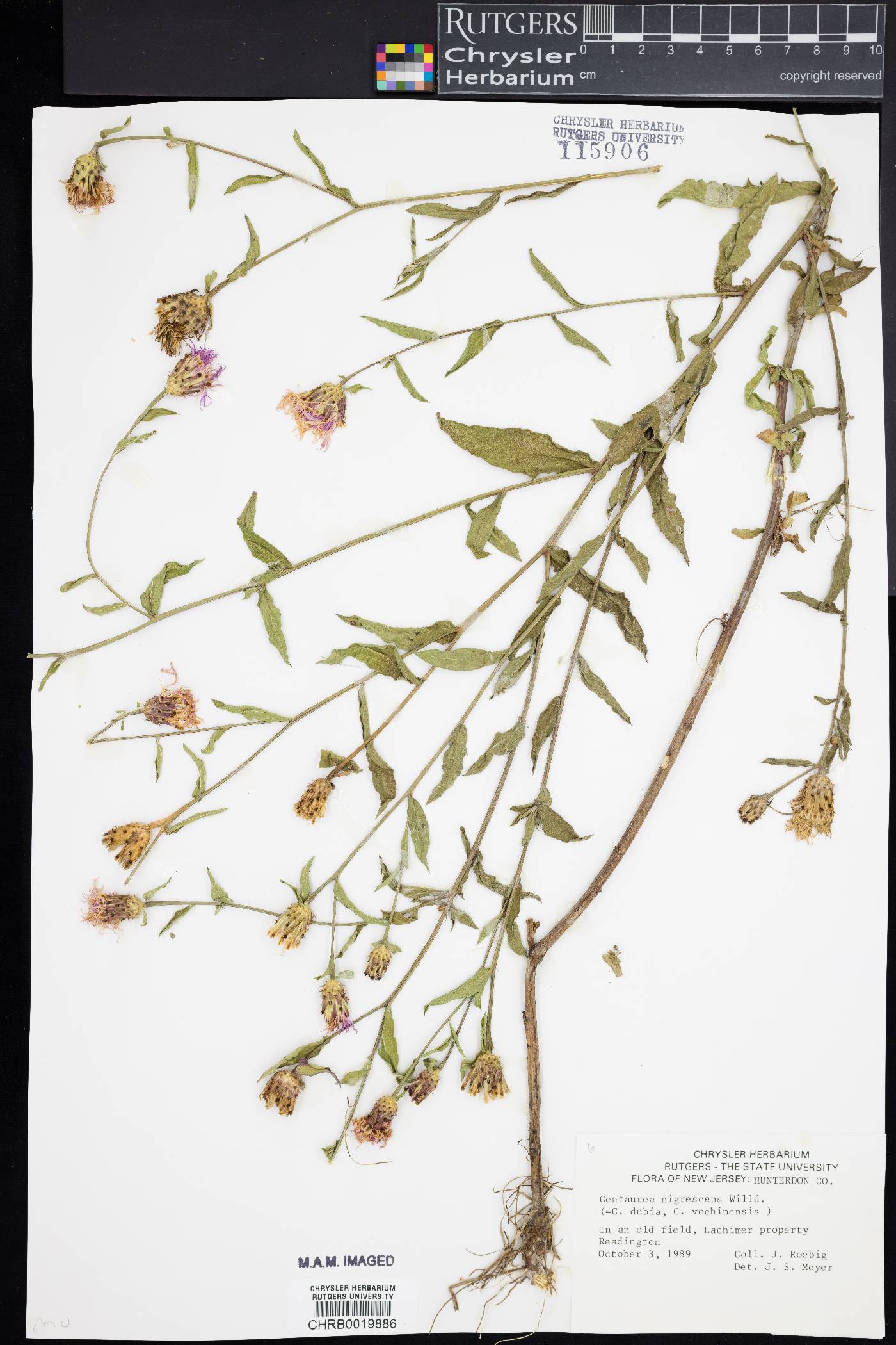 Centaurea nigrescens image