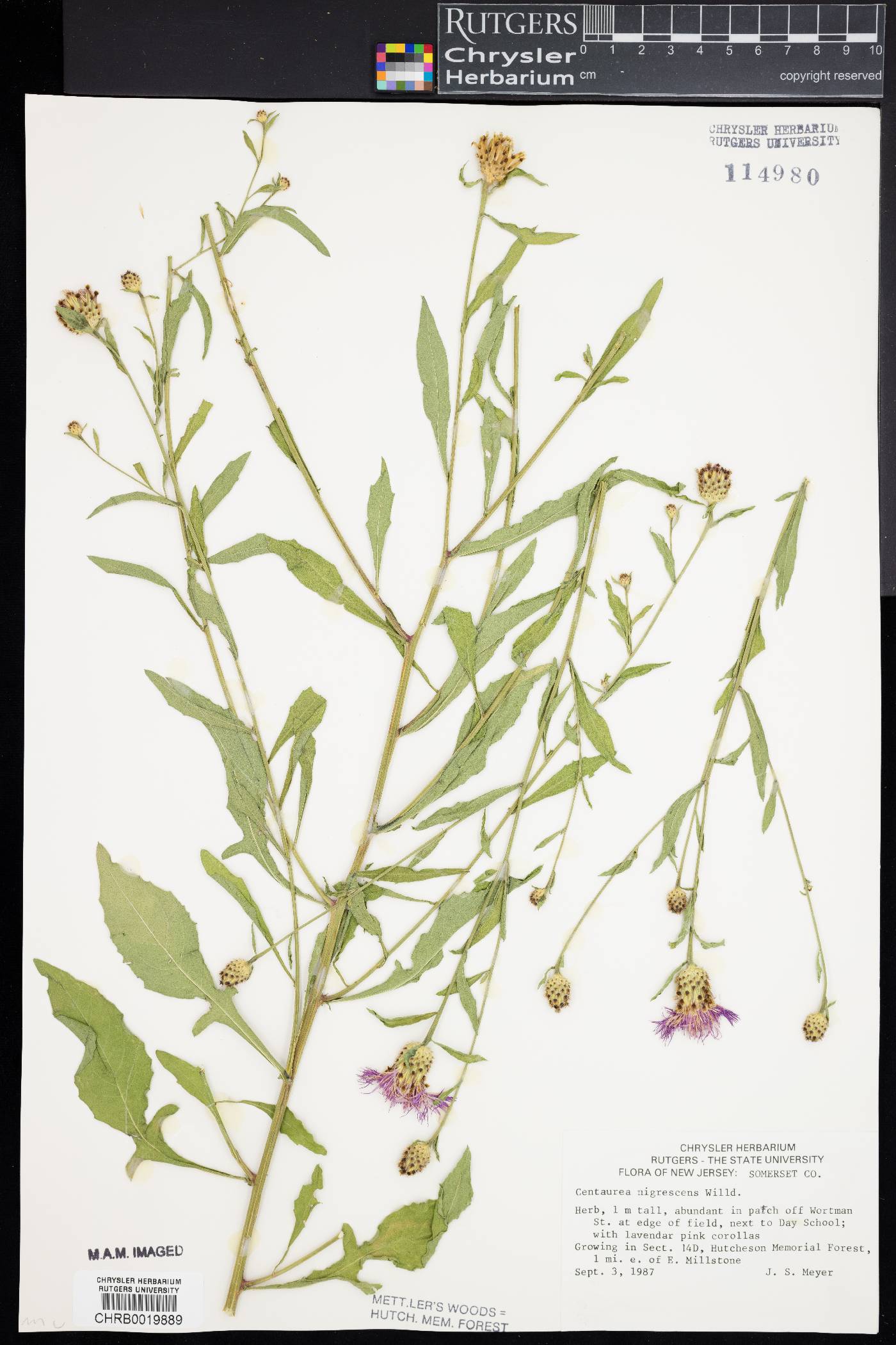 Centaurea nigrescens image