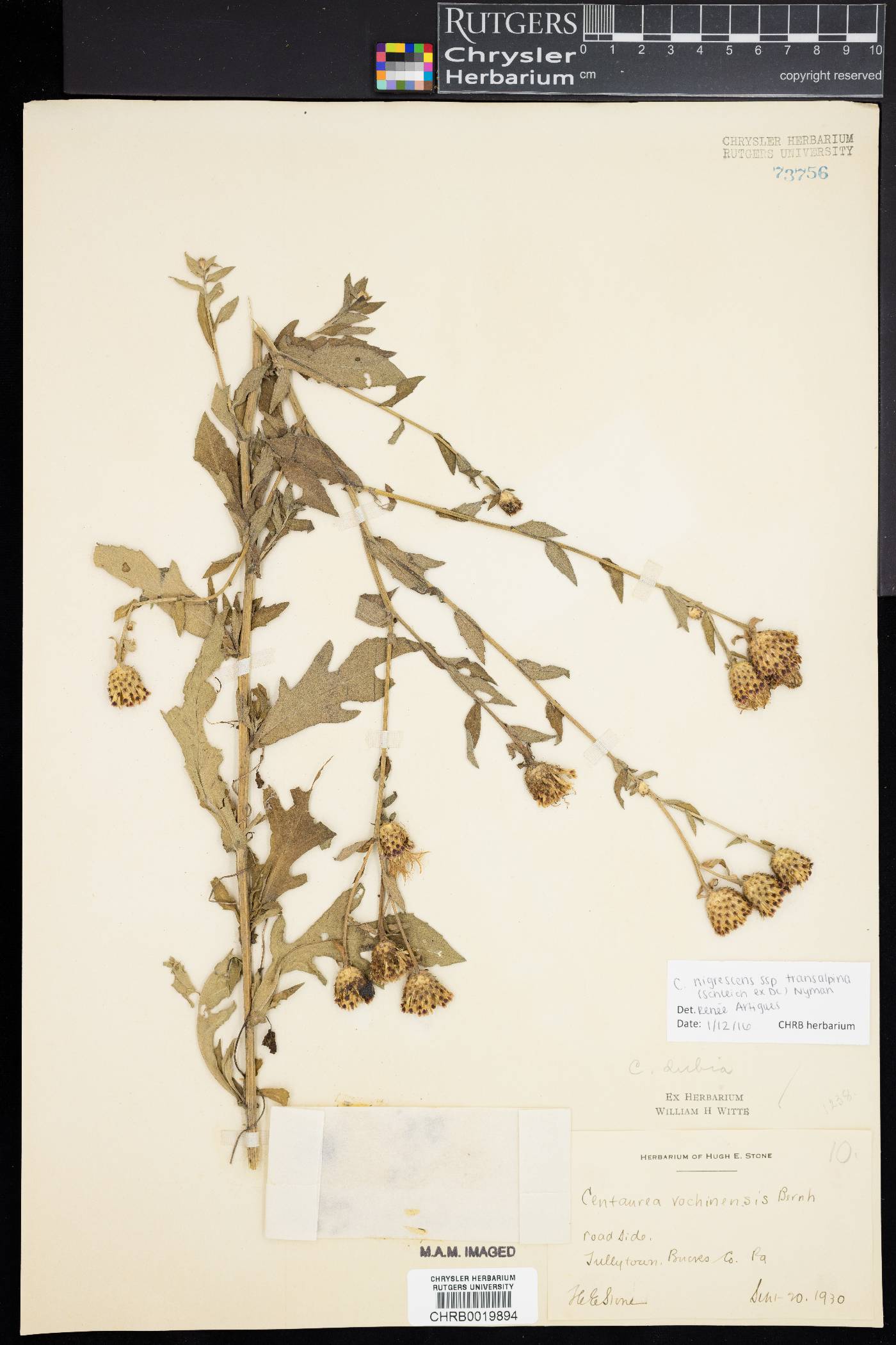 Centaurea nigrescens image