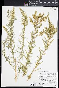 Artemisia dracunculus image