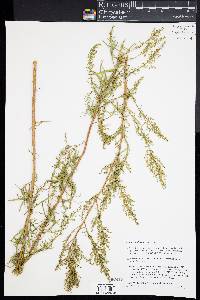 Artemisia dracunculus image