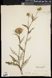 Cirsium altissimum image