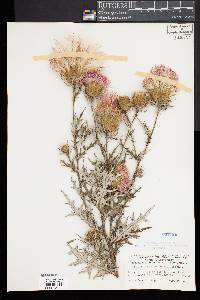 Cirsium discolor image