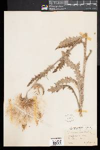 Cirsium horridulum image