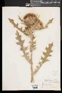 Cirsium horridulum image