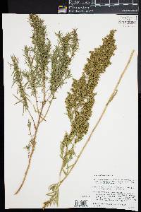 Artemisia dracunculus image