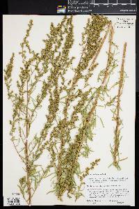 Artemisia dracunculus image