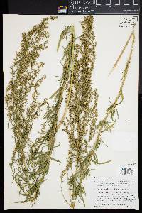 Artemisia dracunculus image