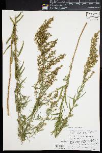 Artemisia dracunculus image