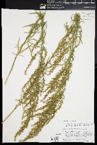 Artemisia dracunculus image