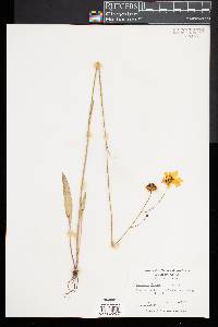 Coreopsis falcata image