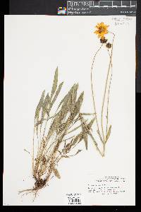 Coreopsis lanceolata image