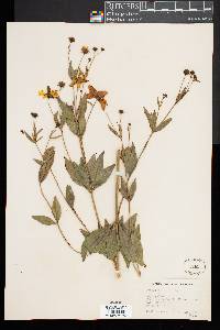 Coreopsis major image