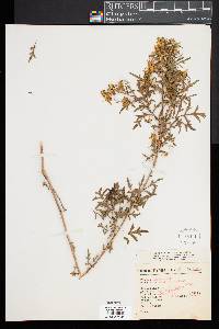 Coreopsis petrophila image