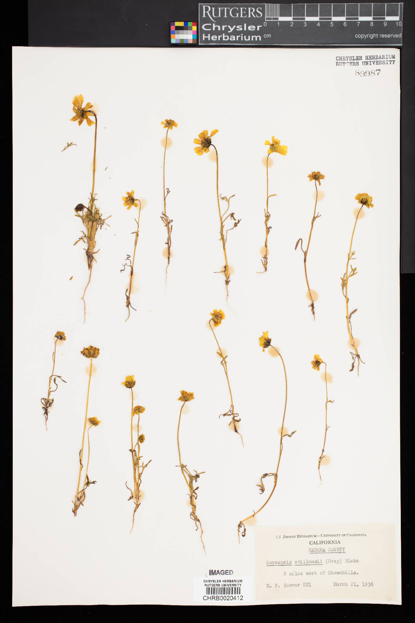 Coreopsis stillmanii image