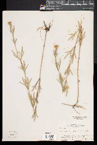 Coreopsis palmata image