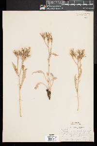 Crepis occidentalis image