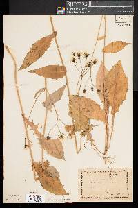 Crepis paludosa image