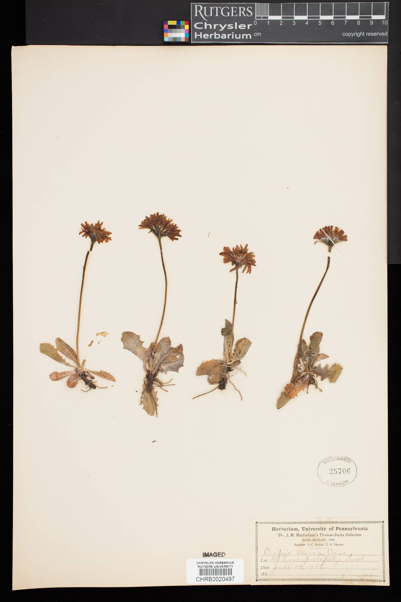 Crepis aurea image