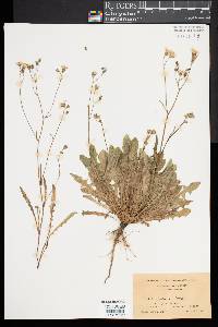 Crepis capillaris image