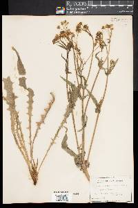 Crepis capillaris image