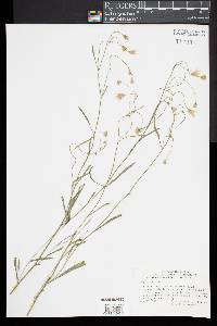 Crepis tectorum image