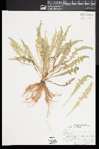 Crepis tectorum image