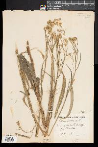 Crepis tectorum image