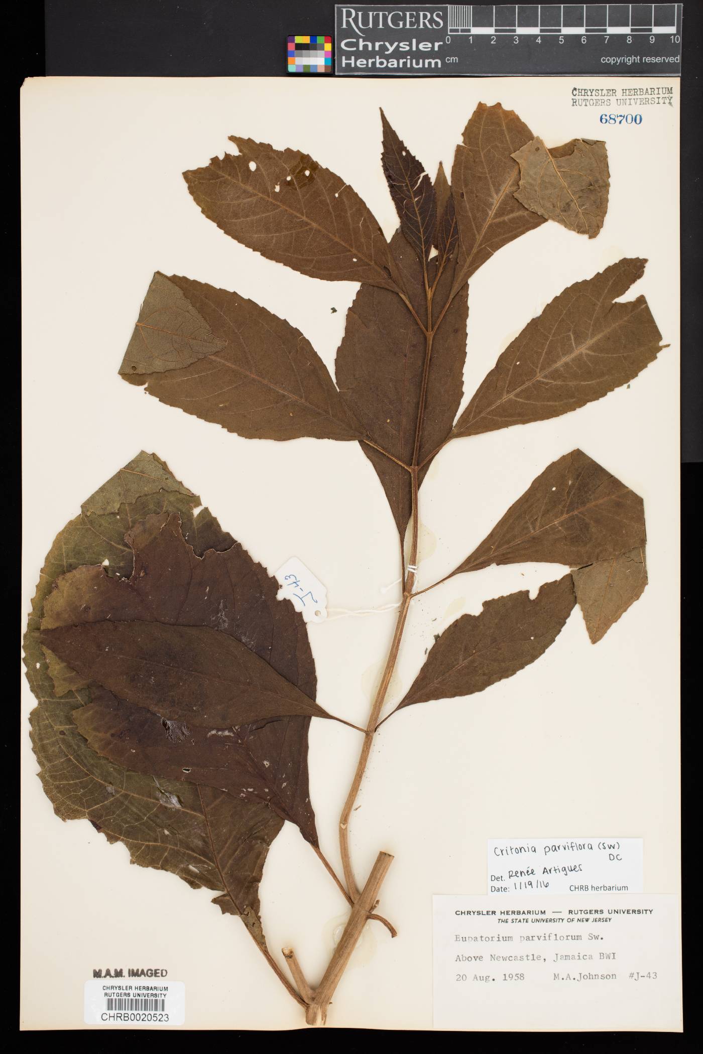 Critonia parviflora image