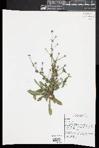 Cichorium intybus image