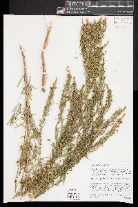 Artemisia dracunculus image