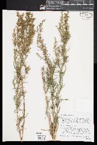 Artemisia dracunculus image